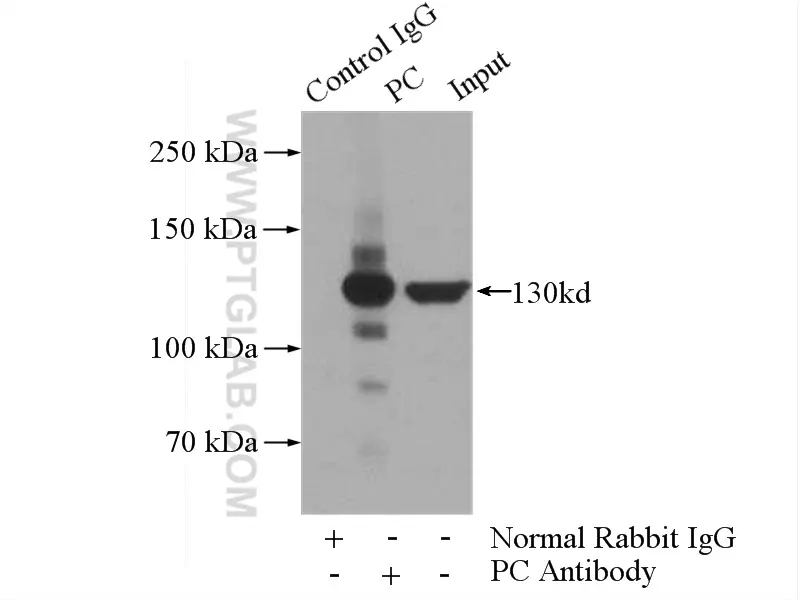 Pyruvate Carboxylase antibody (16588-1-AP) | Proteintech