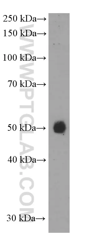 PD-L1/CD274 antibody (66248-1-Ig) | Proteintech