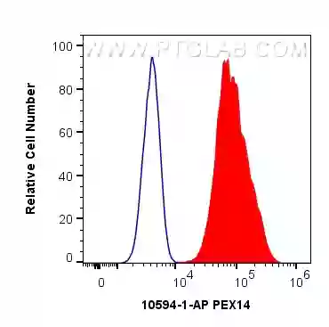 PEX14 antibody (10594-1-AP) | Proteintech