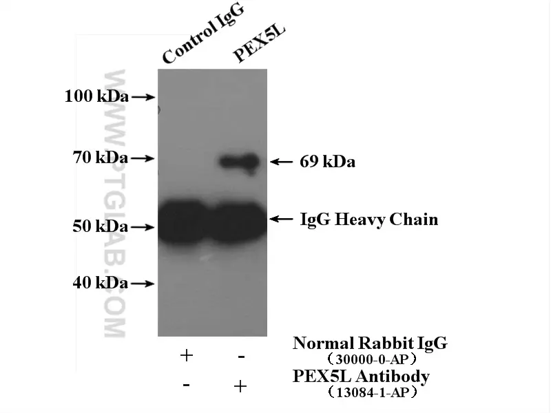 PEX5L antibody (13084-1-AP) | Proteintech