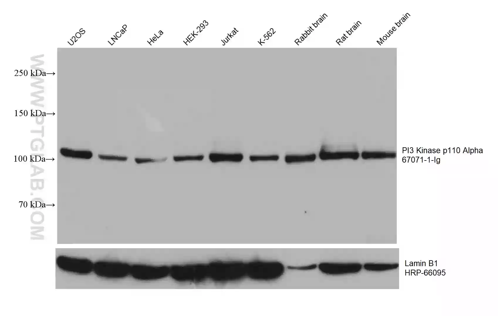 PI3 Kinase p110 Alpha antibody (67071-1-Ig) | Proteintech