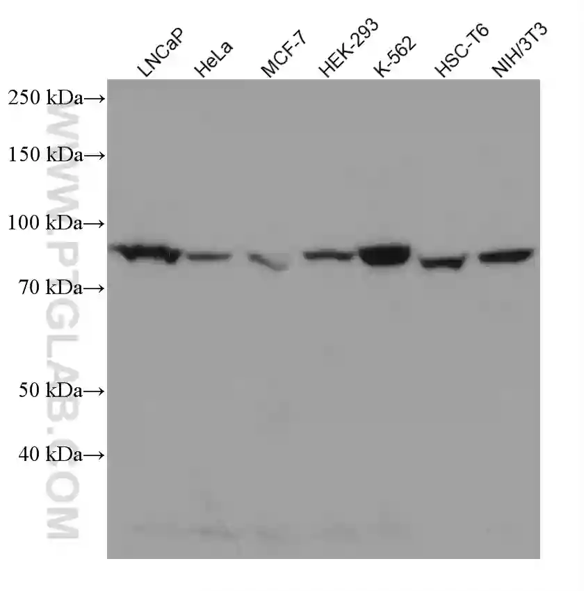 PI3 Kinase p85 Beta antibody (67644-1-Ig) | Proteintech