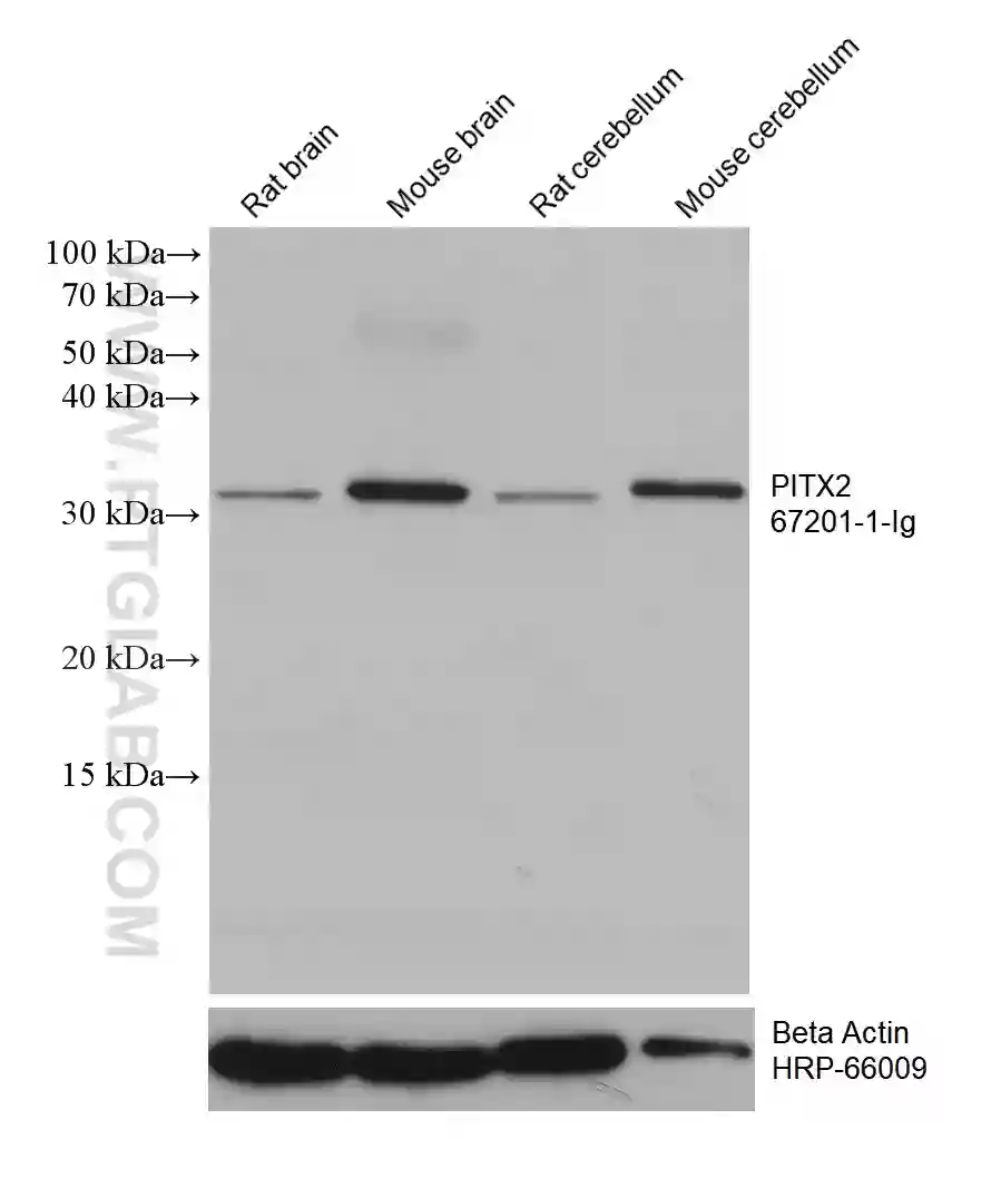 PITX2 antibody (67201-1-Ig)