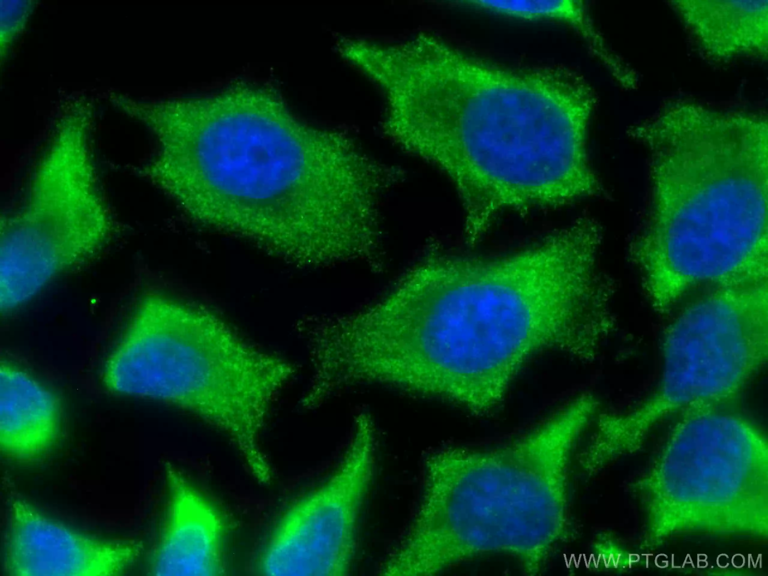 POMC antibody (CL488-66358) | Proteintech