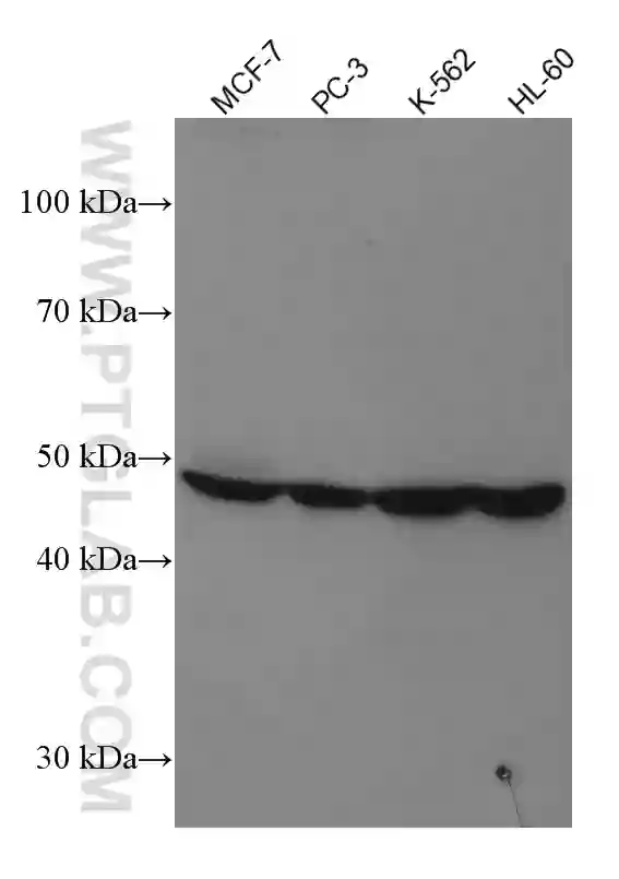 PPAR Gamma antibody (66936-1-Ig) | Proteintech