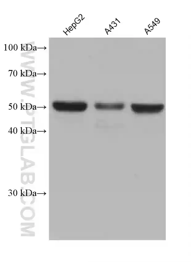 PPAR Gamma antibody (66936-1-Ig) | Proteintech