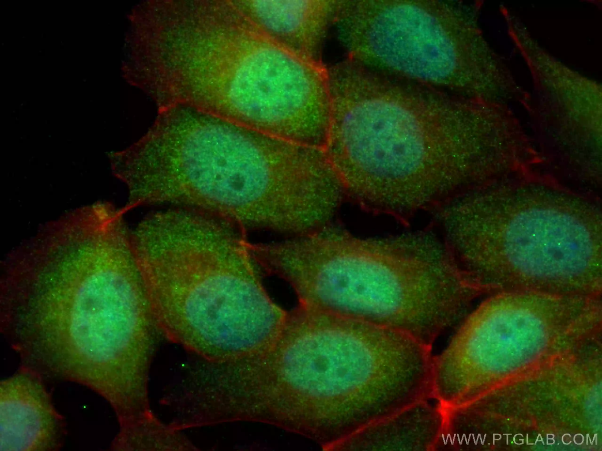 PPP2CA antibody (13482-1-AP) | Proteintech