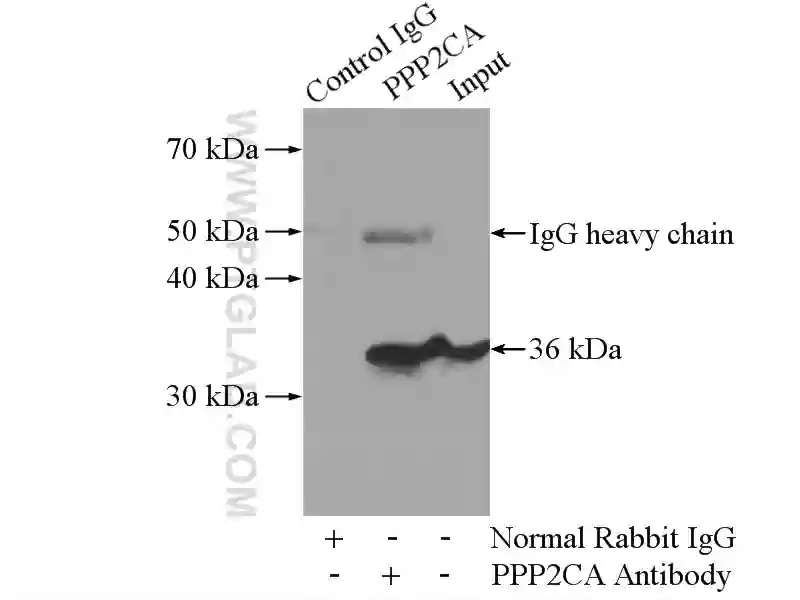 PPP2CA antibody (13482-1-AP) | Proteintech