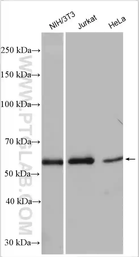 Lysates were subjected to SDS PAGE followed by western blot with AMPK Alpha 1 antibody