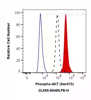 Phospho-AKT (Ser473) antibody (CL555-80455) | Proteintech
