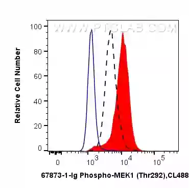 Phospho-MEK1 (Thr292) antibody (67873-1-Ig) | Proteintech