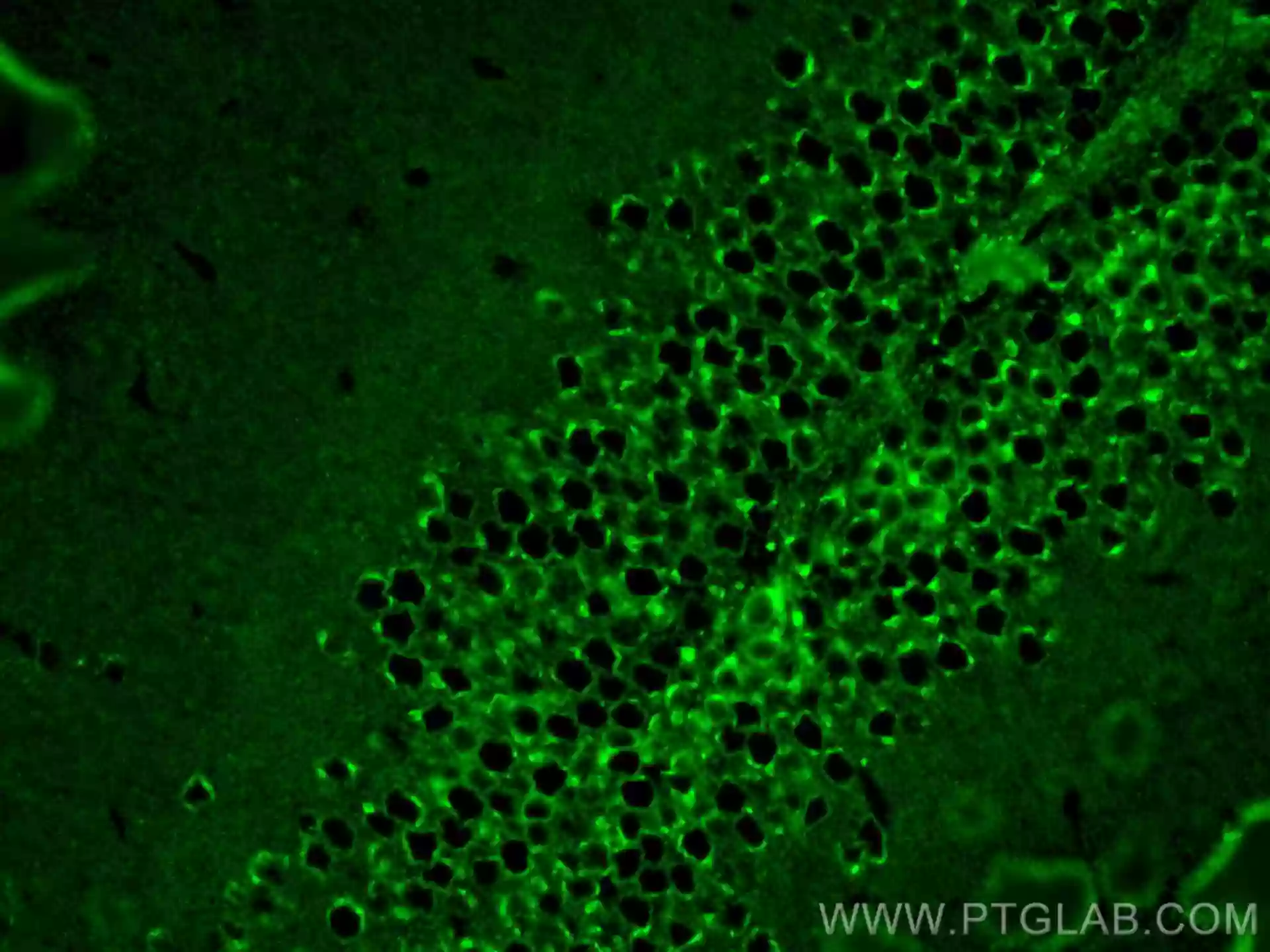 RAB2A antibody (67501-1-Ig) | Proteintech