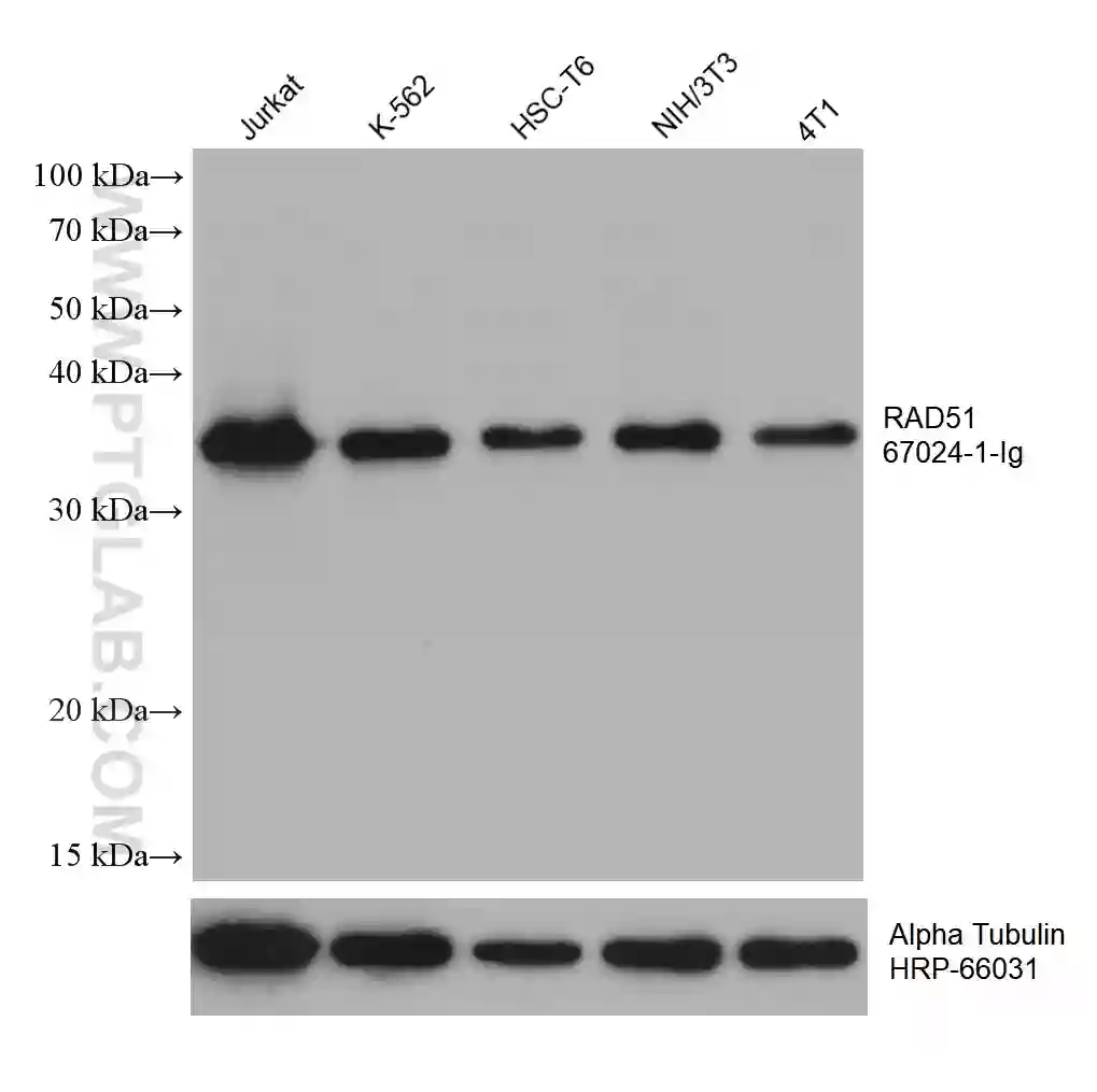 RAD51 antibody 67024 1 Ig Proteintech