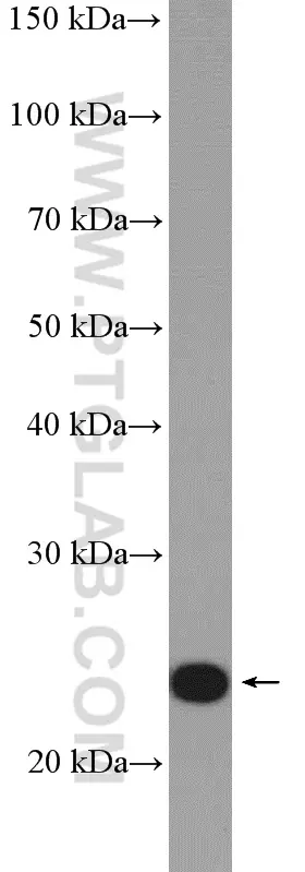 RALA antibody (13629-1-AP) | Proteintech