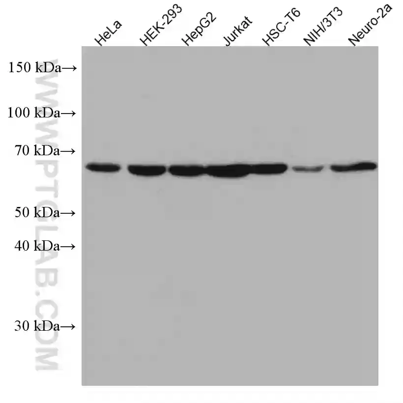 RBM39 antibody (67420-1-Ig) | Proteintech