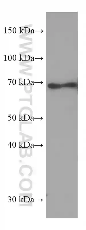REL antibody (67747-1-Ig) | Proteintech
