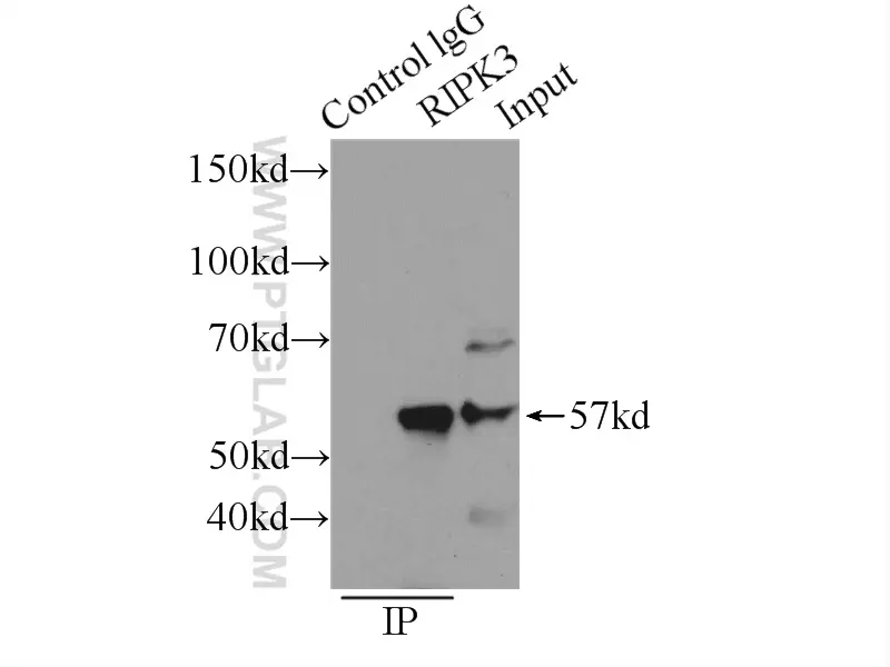 Immunoprecipitation of RIP3 in SW 1990 cells using proteintech's RIPK3 antibody 17563-1-AP-IP