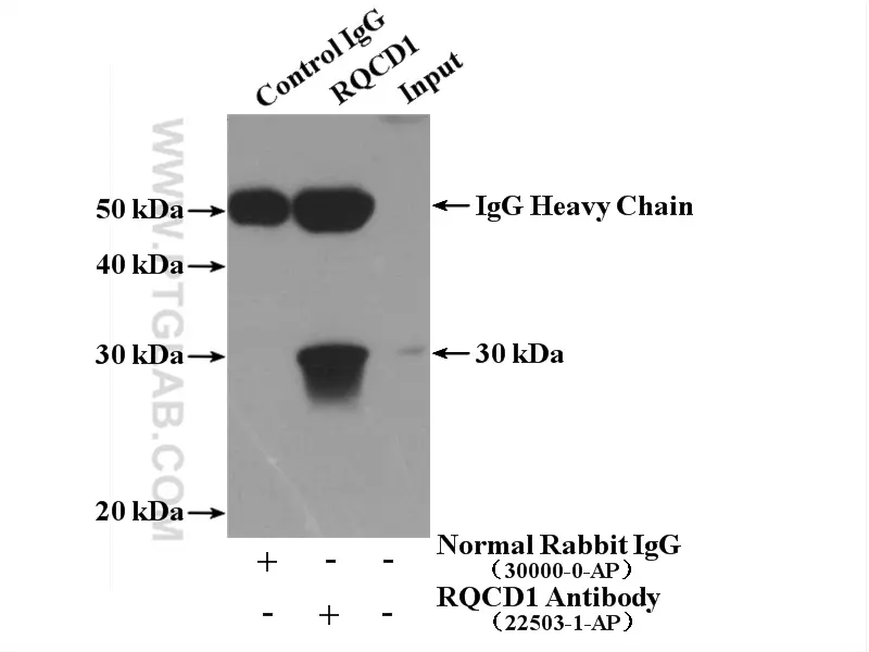 CNOT9 antibody (22503-1-AP) | Proteintech
