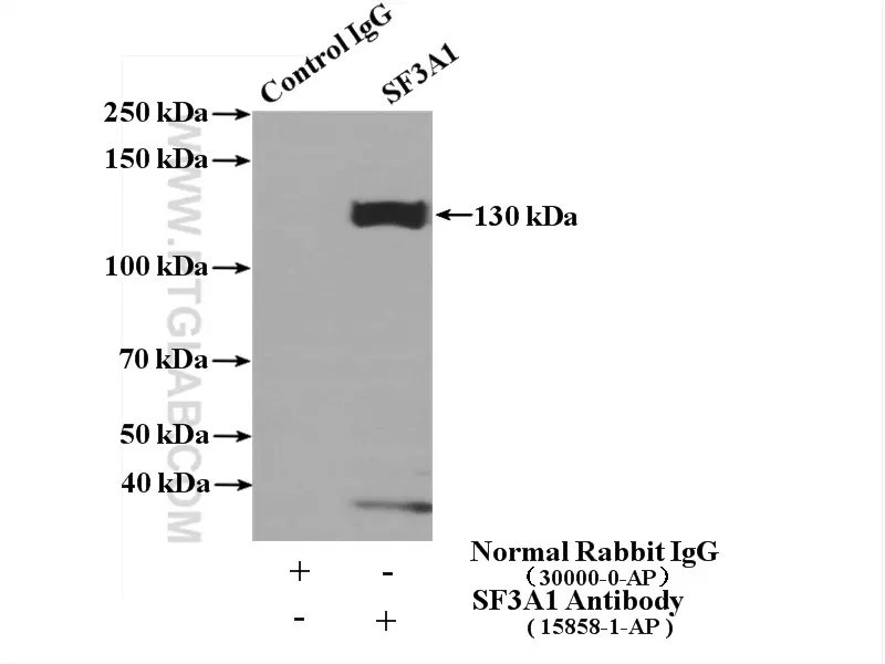 SF3A1 antibody (15858-1-AP) | Proteintech