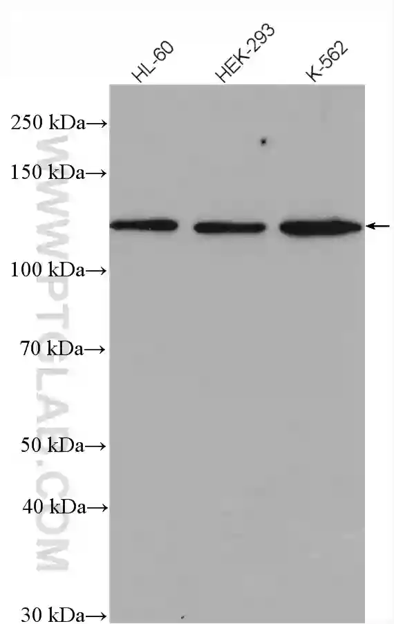 SF3A1 antibody (15858-1-AP) | Proteintech