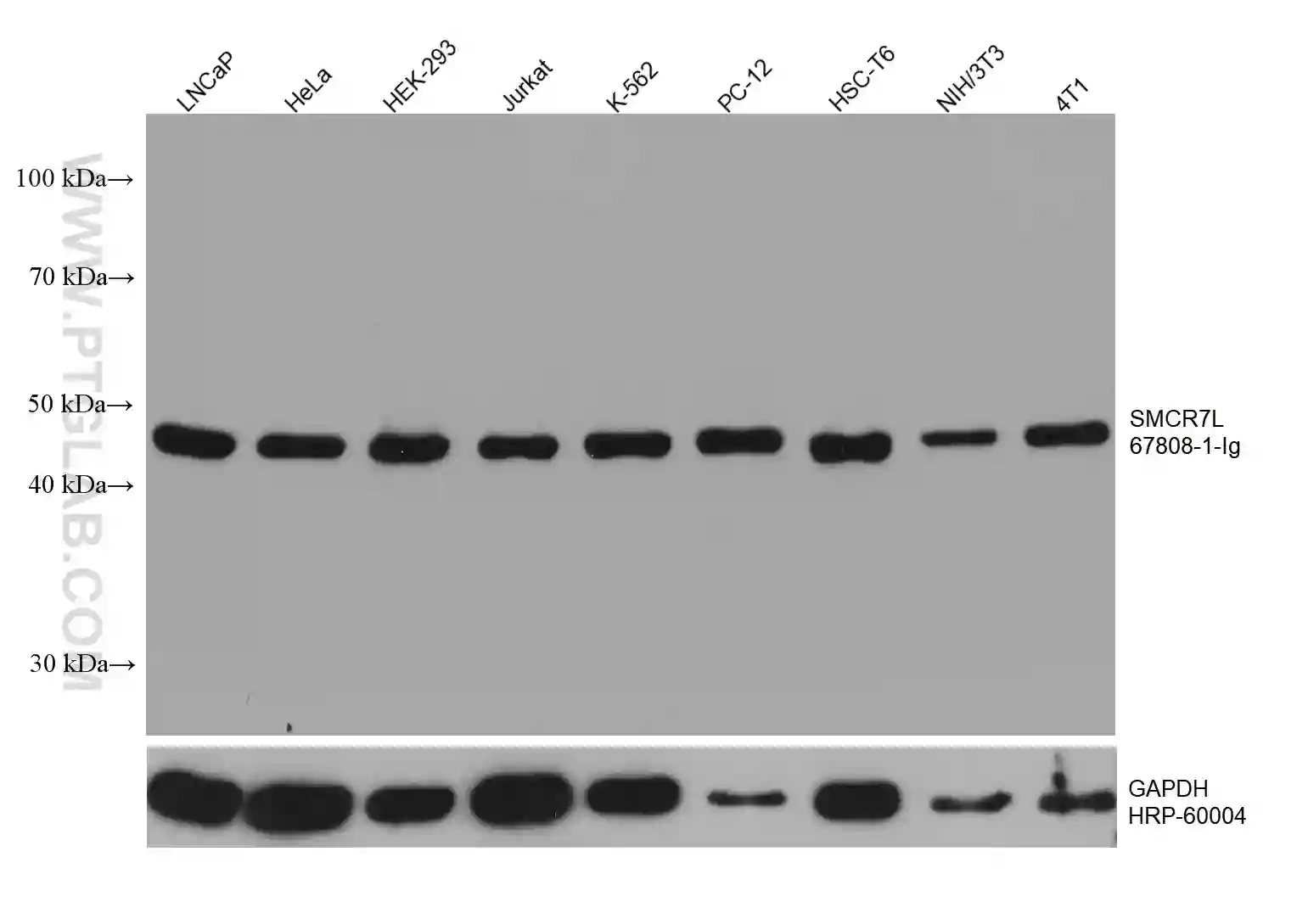 SMCR7L antibody (67808-1-Ig) | Proteintech