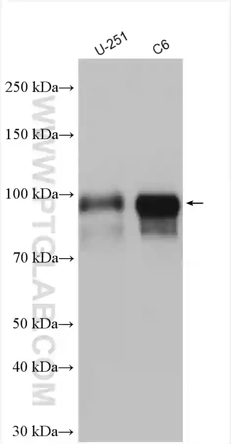 SOX6 antibody (14010-1-AP) | Proteintech