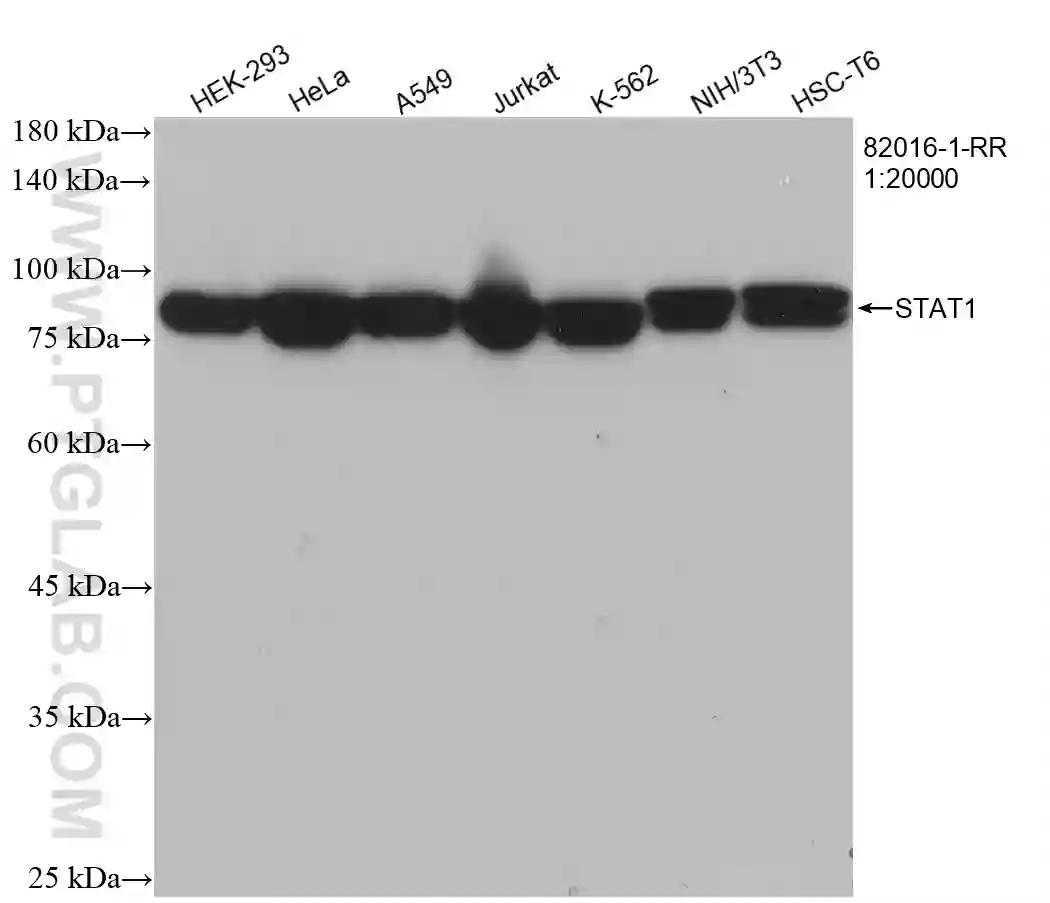 STAT1 antibody (82016-1-RR) | Proteintech