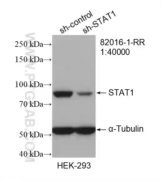 STAT1 antibody (82016-1-RR) | Proteintech