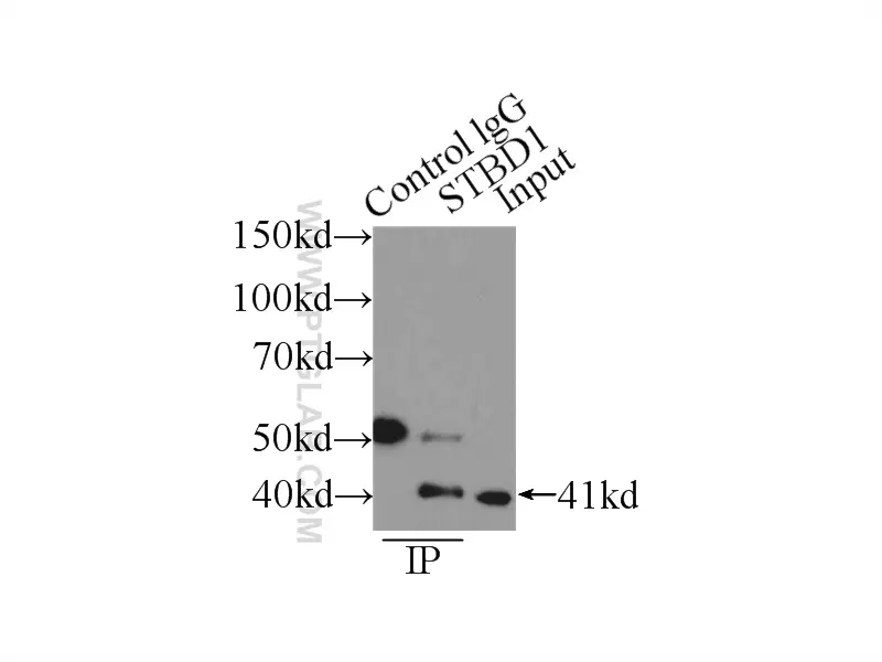 STBD1 antibody (11842-1-AP) | Proteintech