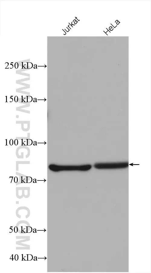 SUN2 Rabbit Polyclonal antibody