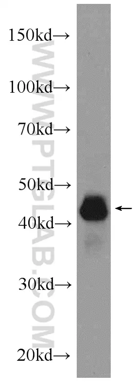 TDP-43 (C-terminal) antibody (12892-1-AP) | Proteintech