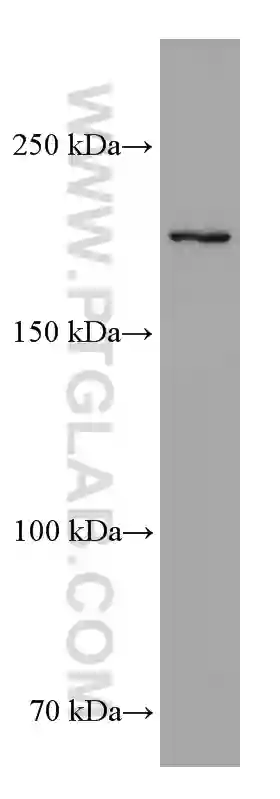 TEX14 antibody (67982-1-Ig) | Proteintech