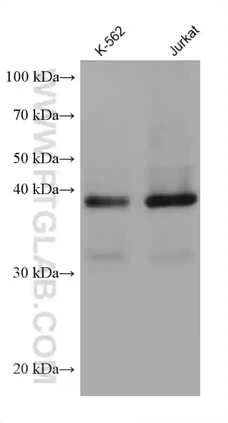 TMEM106B (1-46aa) antibody (60333-1-Ig) | Proteintech