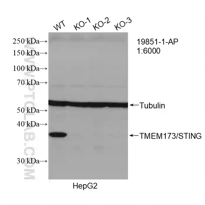 TMEM173/STING antibody (19851-1-AP) | Proteintech