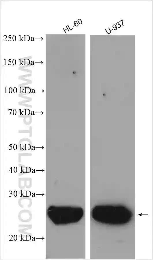 ASC/TMS1 antibody (10500-1-AP) | Proteintech