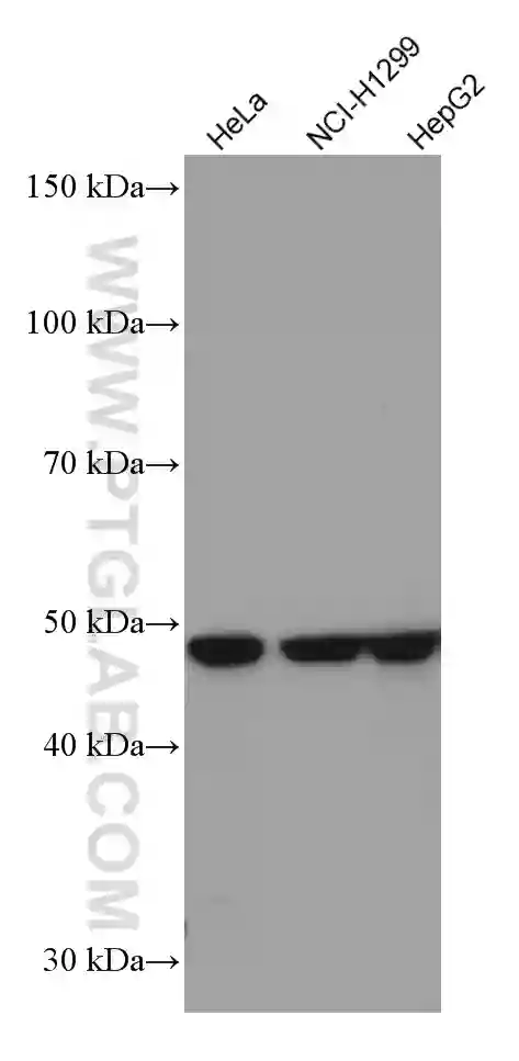 TRIM21 antibody (67136-1-Ig) | Proteintech