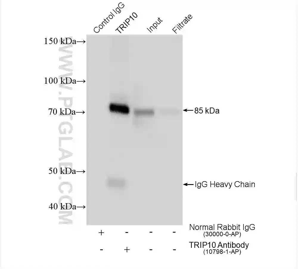 TRIP10 antibody (10798-1-AP) | Proteintech
