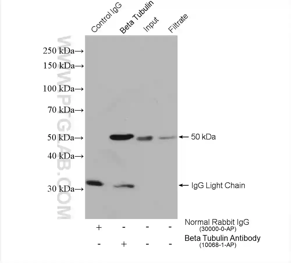 Beta Tubulin antibody (10068-1-AP) | Proteintech