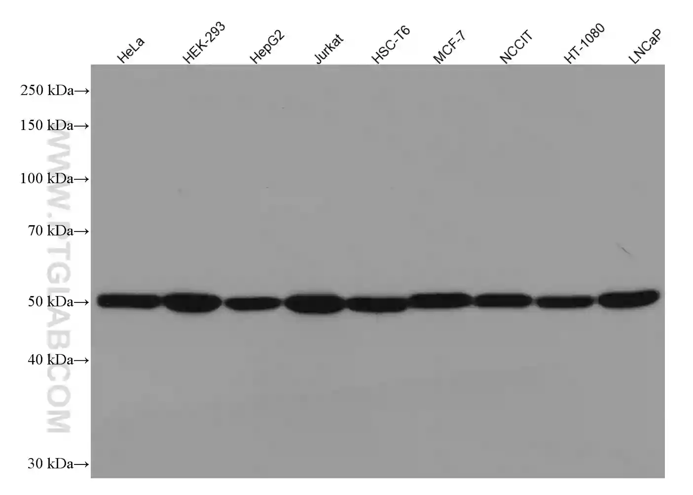 Beta Tubulin antibody (66240-1-Ig) | Proteintech