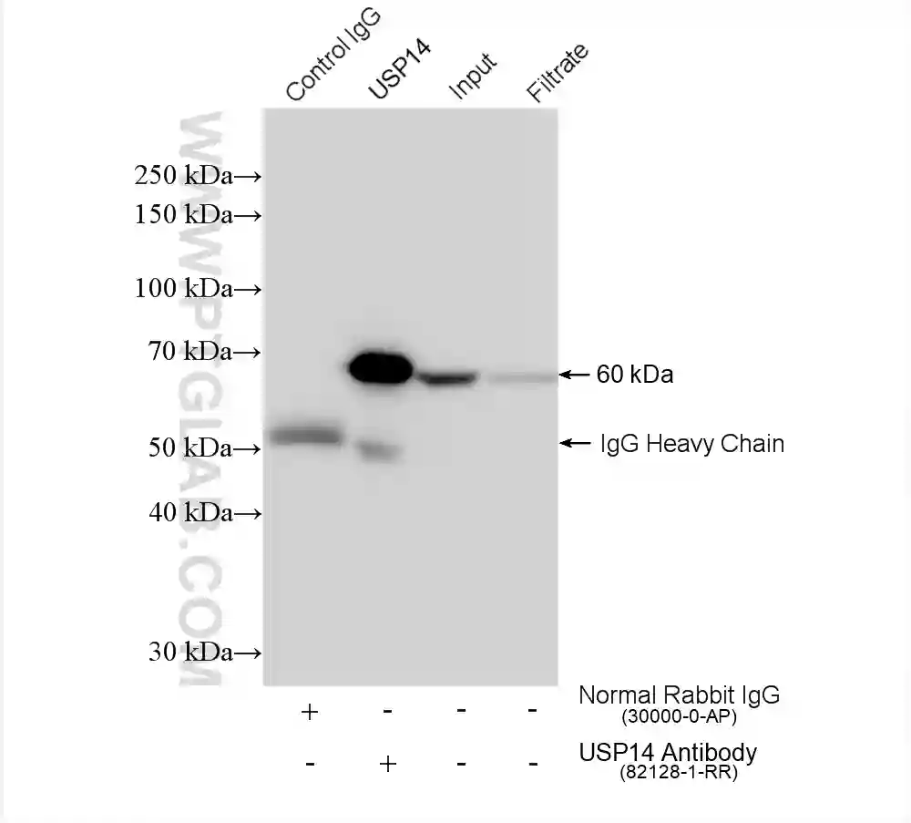USP14 antibody (82128-1-RR) | Proteintech