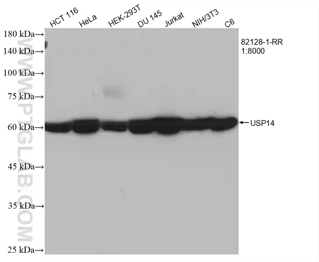 USP14 antibody (82128-1-RR) | Proteintech