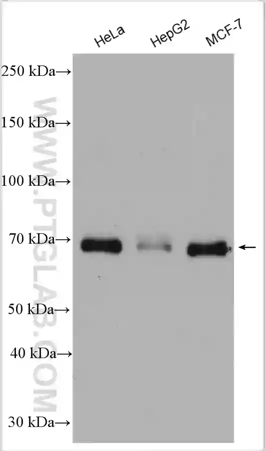 YAP1 antibody (13584-1-AP) | Proteintech