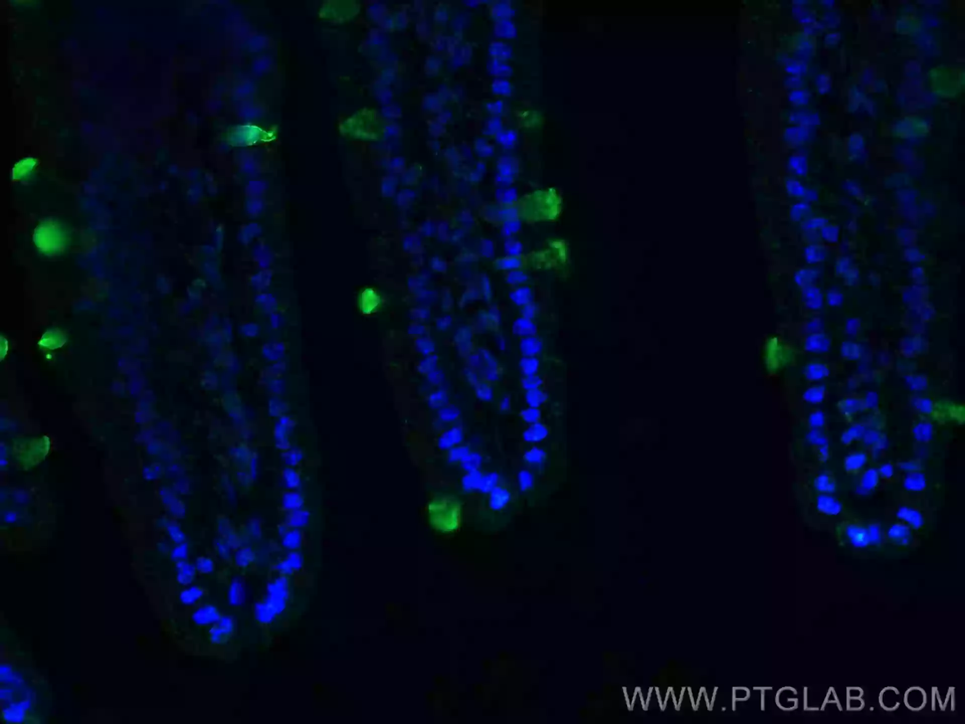 ZG16 antibody (67389-1-Ig) | Proteintech