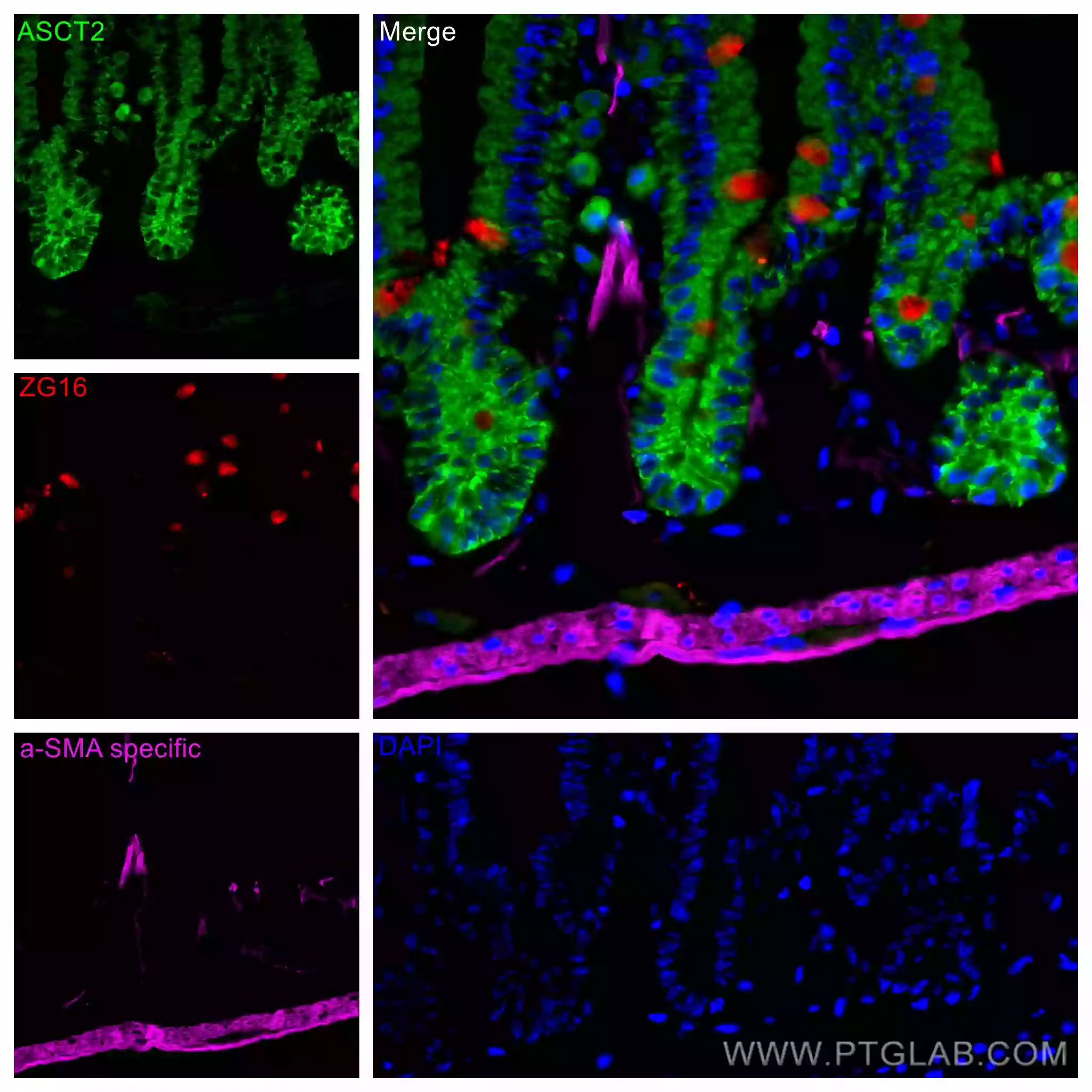 ZG16 antibody (67389-1-Ig) | Proteintech