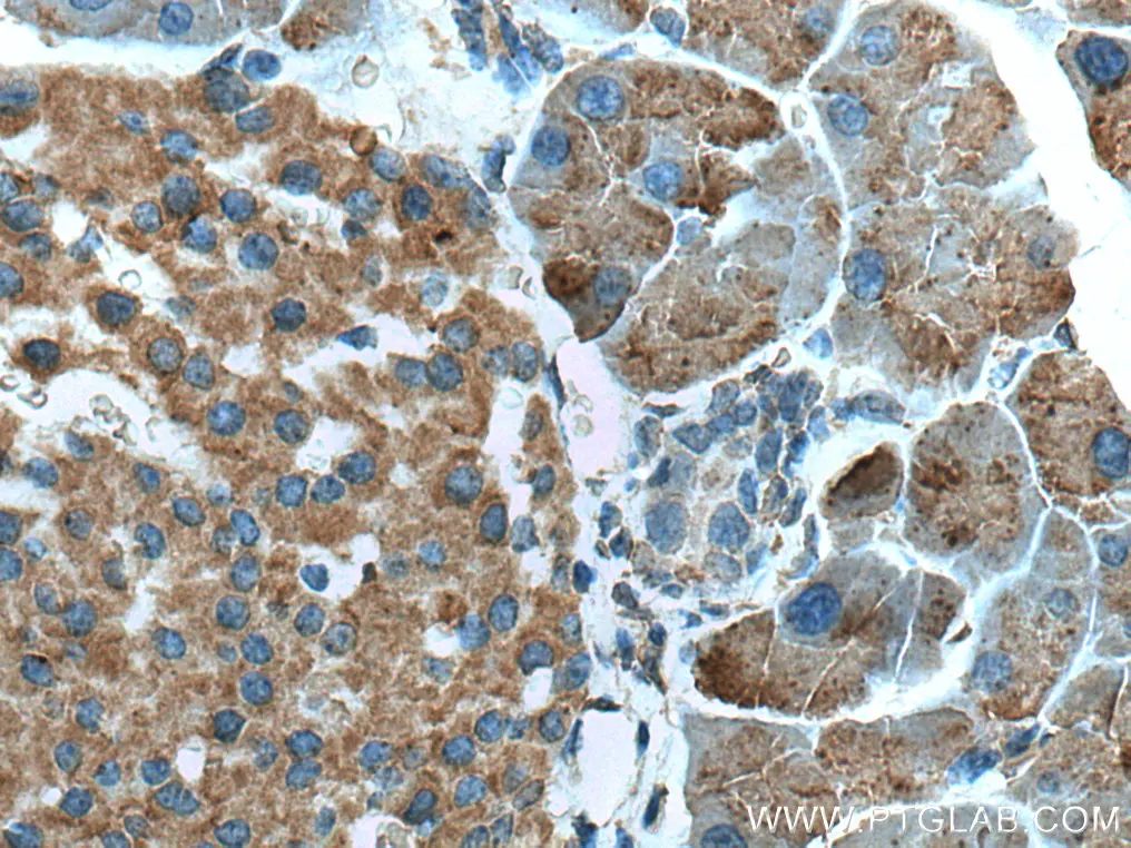 ZG16 antibody (67389-1-Ig) | Proteintech