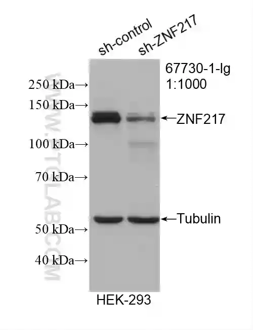 ZNF217 antibody (67730-1-Ig) | Proteintech