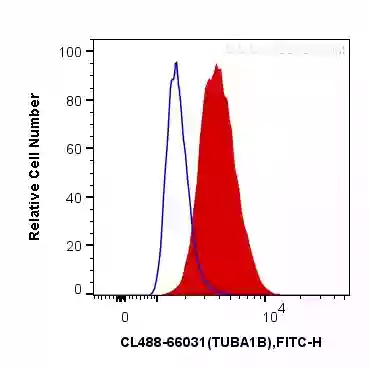 Alpha Tubulin antibody (CL488-66031) | Proteintech