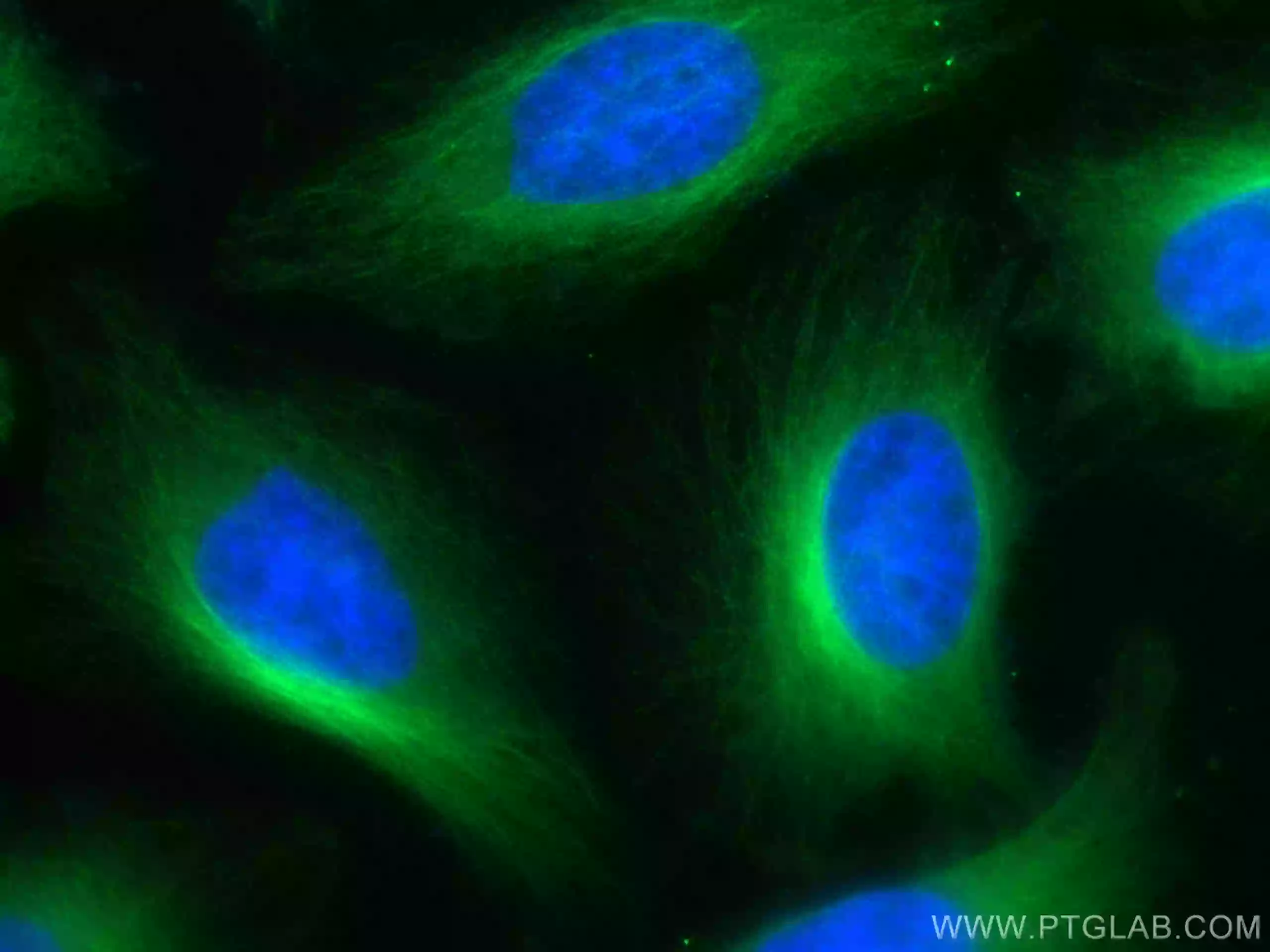 Alpha Tubulin antibody (CL488-66031) | Proteintech