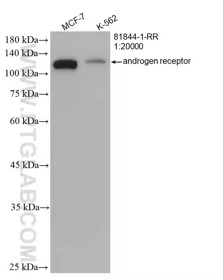 androgen receptor antibody 81844 1 RR Proteintech