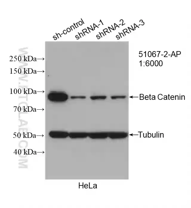 Beta Catenin antibody (51067-2-AP) | Proteintech